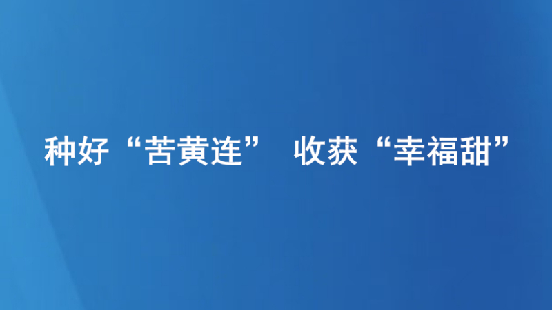 种好“苦黄连” 收获“幸福甜”