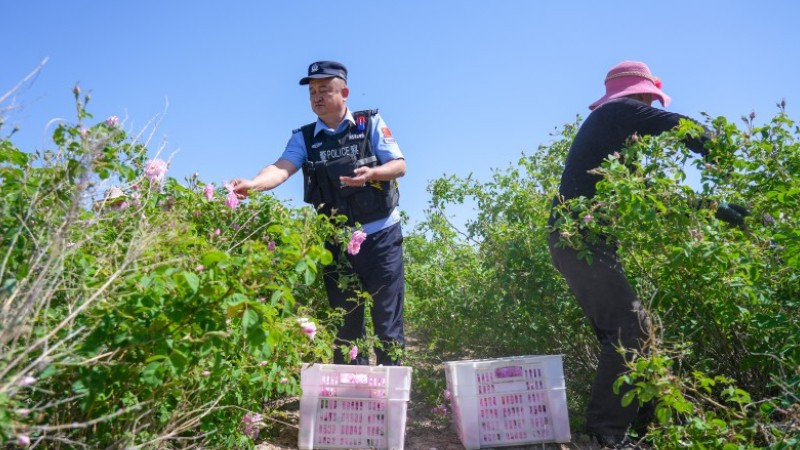 新疆伊犁边境管理支队梁三宫边境派出所：花间警务暖民心 助农普法两不误