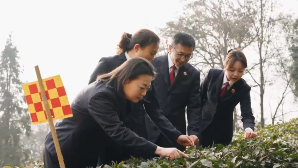 一盏茶 一粒椒 一片“检察蓝”丨雅安市检察机关强化知识产权综合履职 服务保障本土企业高质量发展