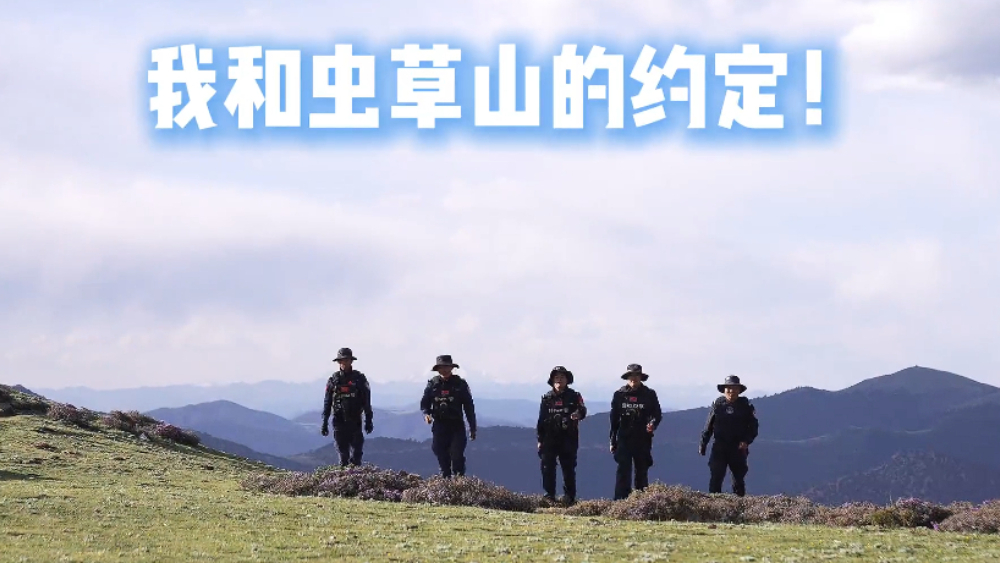 虫草山纪实视频｜一顶帐篷，一身藏蓝，一季守护，这是我和虫草山的约定