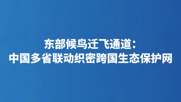 东部候鸟迁飞通道：中国多省联动织密跨国生态保护网