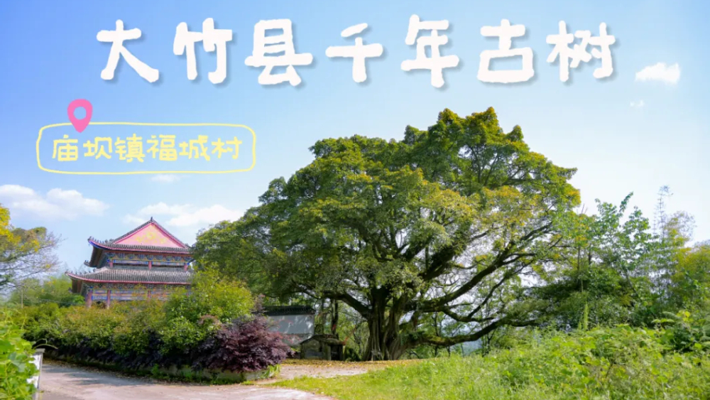 探秘达州树龄最长古树——四川大竹庙坝千年黄葛树