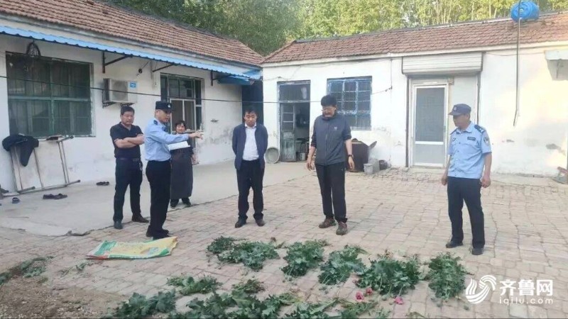 “无人机航测+人工踏查” 济南济阳公安铲除295株罂粟