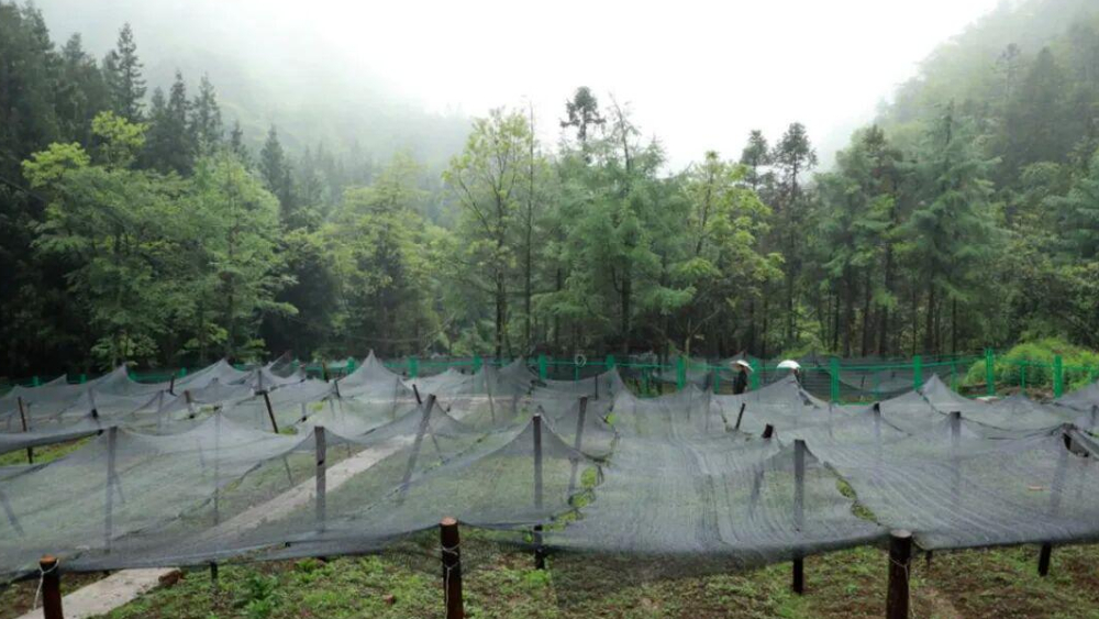 万源黑宝山：深耕林下药材试验田 守护种质资源开辟高山富民新路径