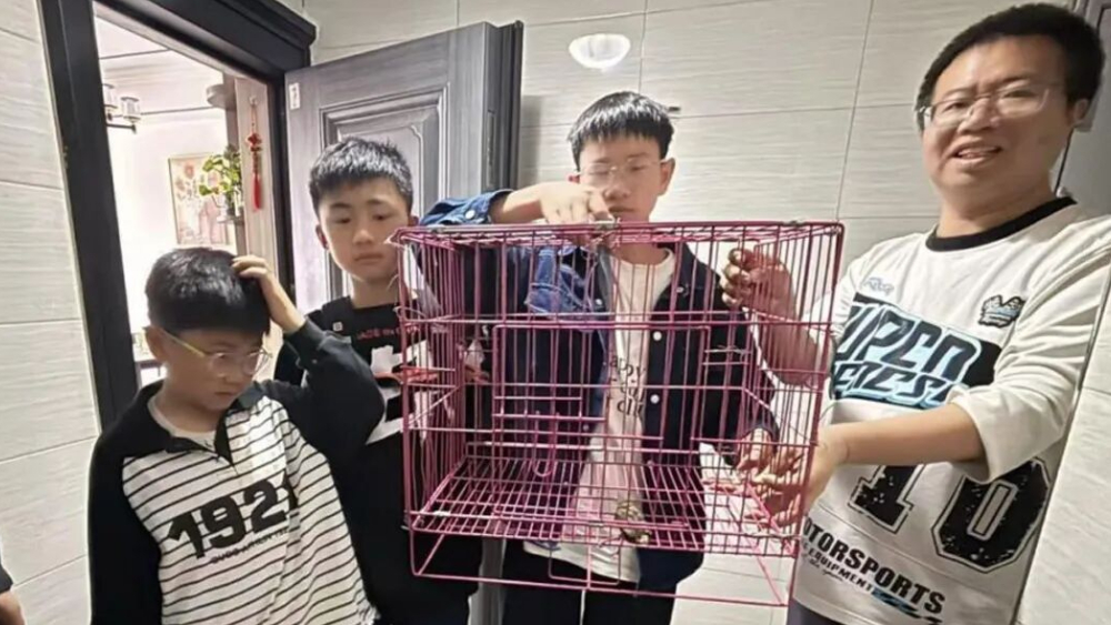 少年拾鸟显担当 林业救助护生态——四川开江县成功救助野生金翅雀