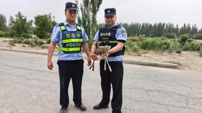 警民联手救助 受伤鹅喉羚成功脱险