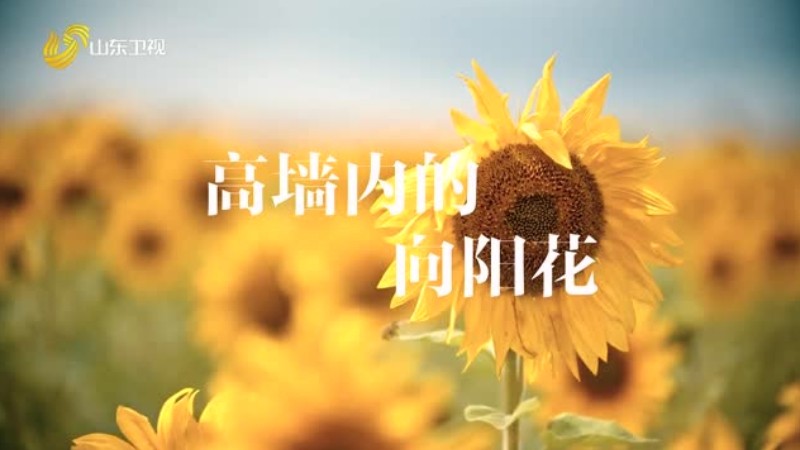 高墙内的向阳花