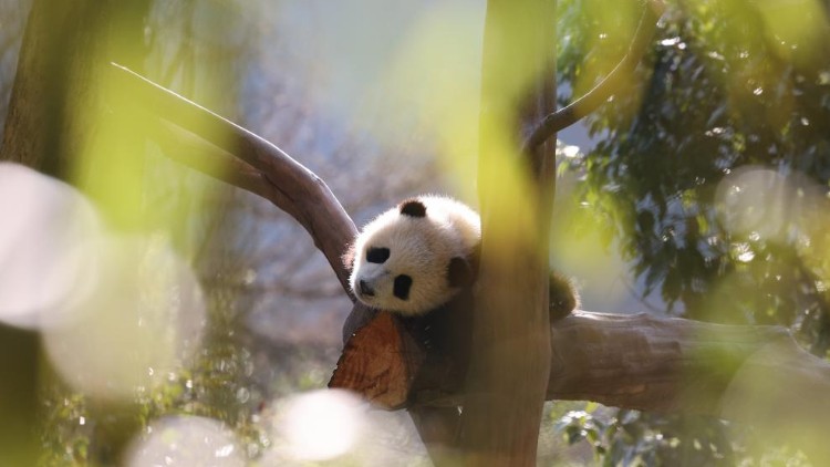 共建万物和谐的美丽家园——全球生物多样性保护的中国贡献