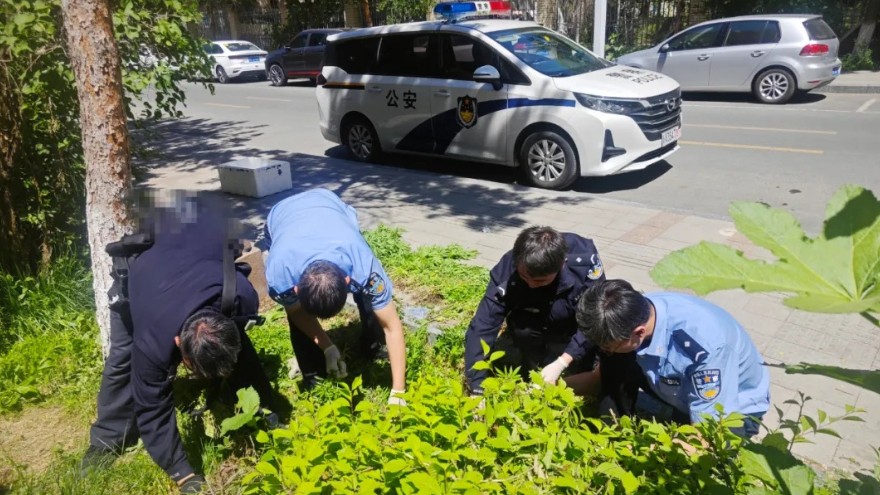 新疆乌鲁木齐市公安局高新区（新市区）分局铲除349株野生大麻原植物