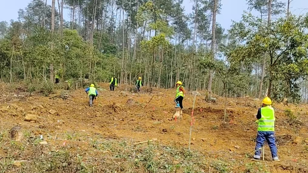 育好“金种子”做强产业链——四川达川油茶产业赋能川东北乡村振兴