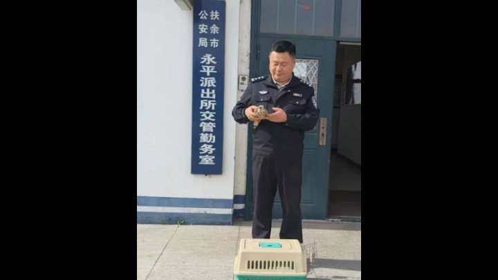 吉林扶余公安永平派出所暖心救助国家二级保护动物红隼