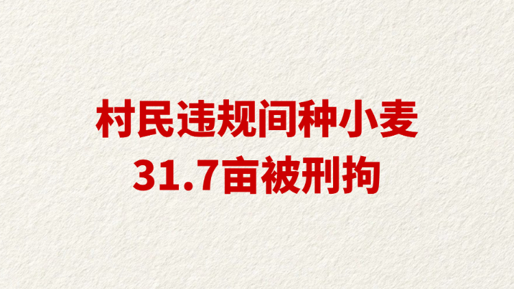 村民违规间种小麦31.7亩被刑拘