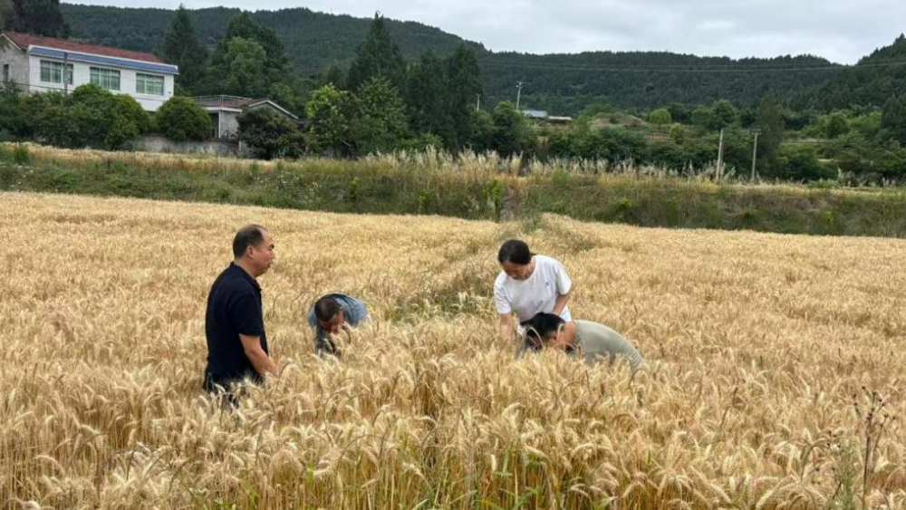 广元剑阁县公兴镇开展小麦测产 助力粮食增产提质