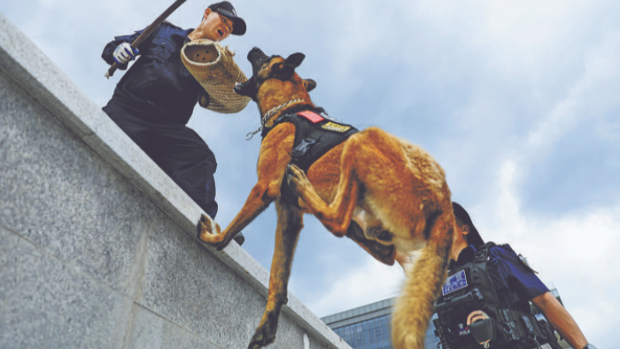 警犬实训砺“奇兵”