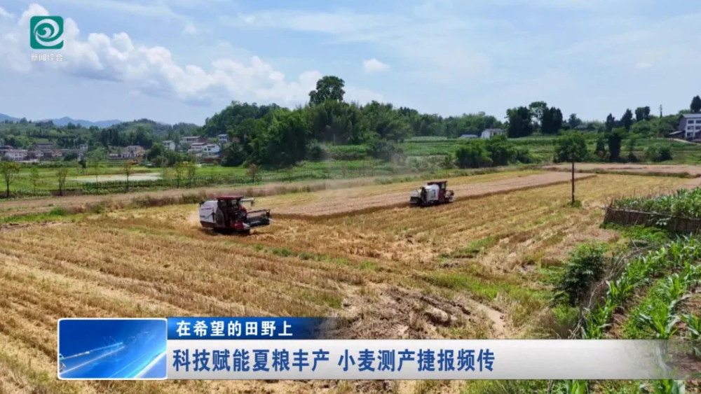风吹麦浪，达州达川区丰收啦！现场测产：507.2公斤/亩