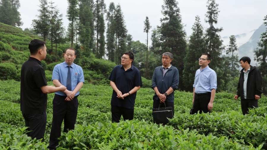 实地调研寻对策 公益诉讼护茶香