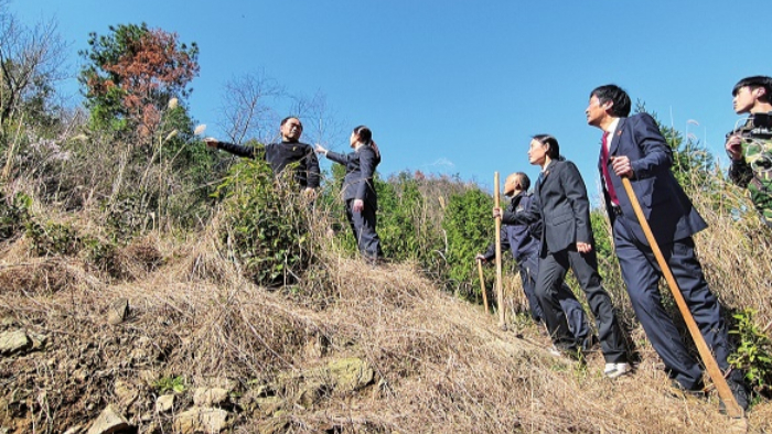 复绿验效 青山为证