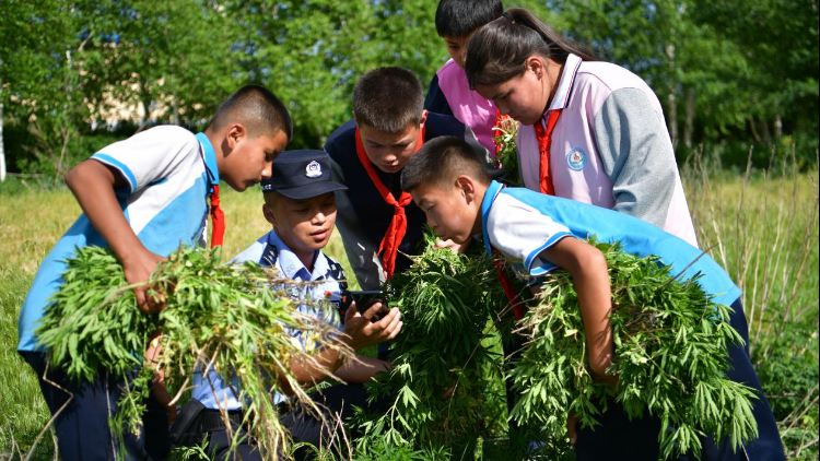 民警联合学生铲除野生大麻1000余株