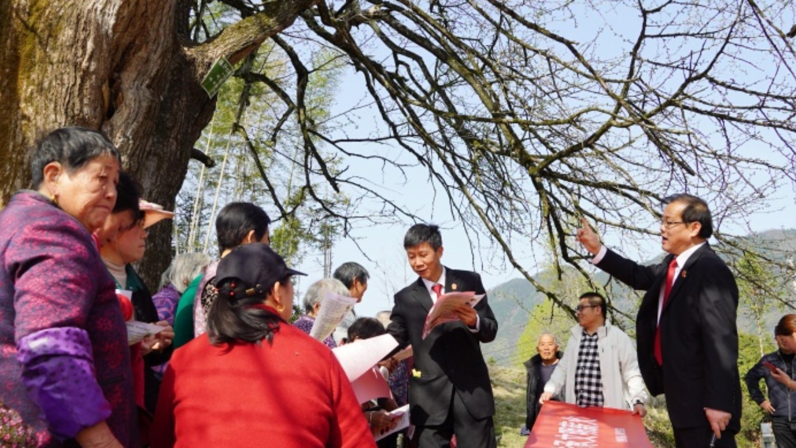 安徽宣城：法护千年古树 绿润大美宣城