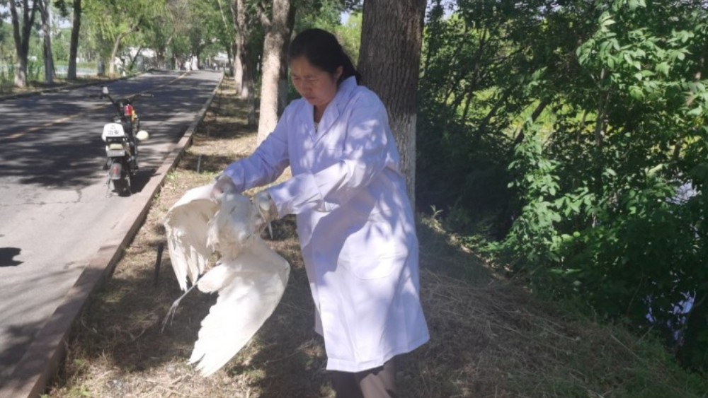 新疆生产建设兵团第六师五家渠垦区公安局救助国家二级重点保护野生动物大白鹭