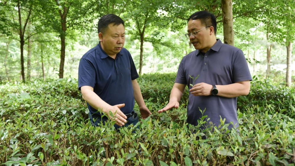河南省南阳市桐柏县法院：护航茶文化提升司法保障效能走笔