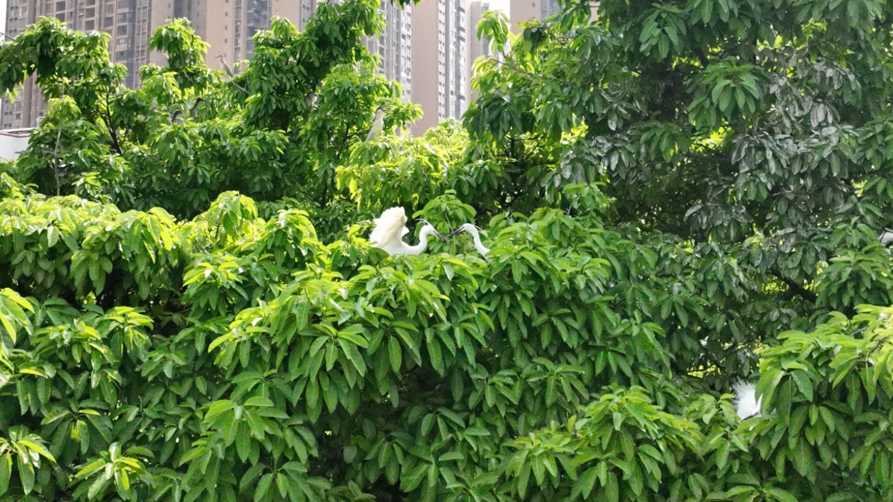 人鹭情未了：城市里的和谐生态