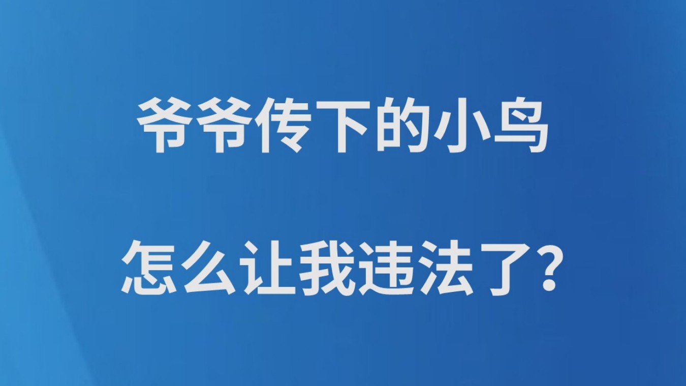 爷爷传下的小鸟，怎么让我违法了？