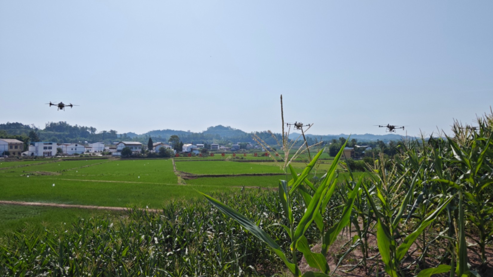 岳池县农业农村局：抓实水稻病虫精准防控 筑牢粮食丰产丰收根基