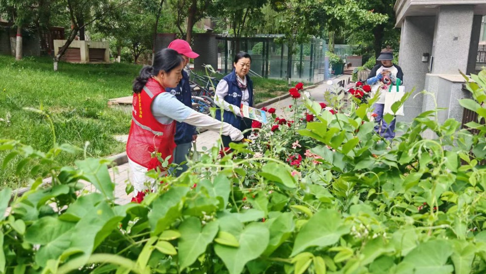银川市兴庆区泰和社区：踏查铲毒清隐患，普法宣教筑防线