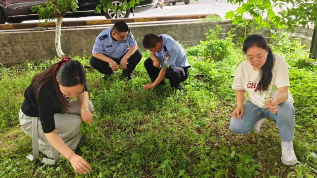 新疆奎屯市公安局：排查铲除野生大麻 筑牢无毒平安防线