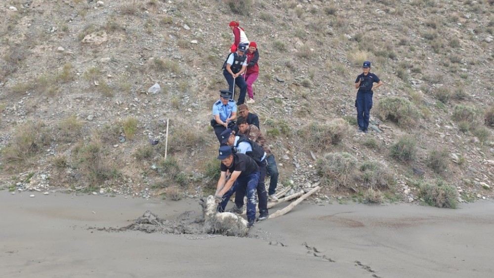 新疆乌恰县警民携手成功救援陷入淤泥的绵羊