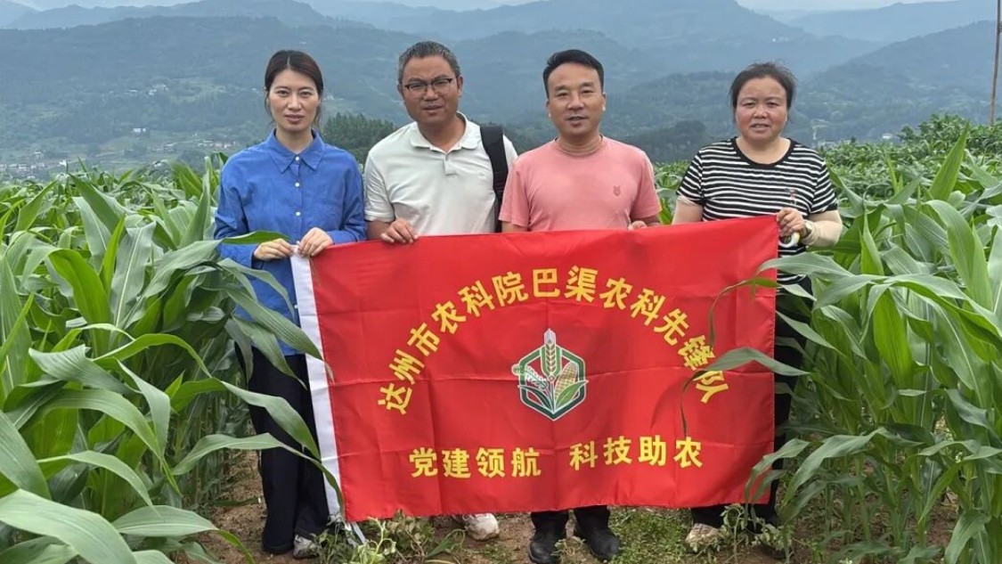 达州市农科院专家把脉开江县梅家乡玉豆带状复合种植