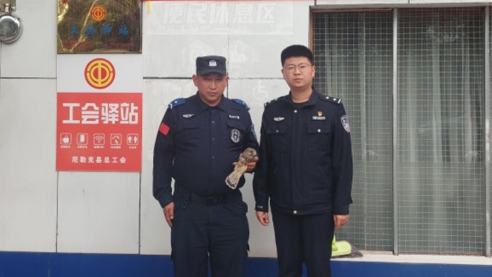 新疆尼勒克县公安局接连救助两只国家二级保护动物红隼幼鸟