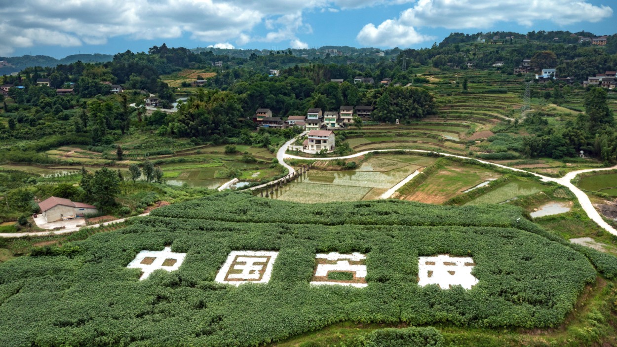 千年“中国草”而今再出发：四川大竹苎麻全链重塑记