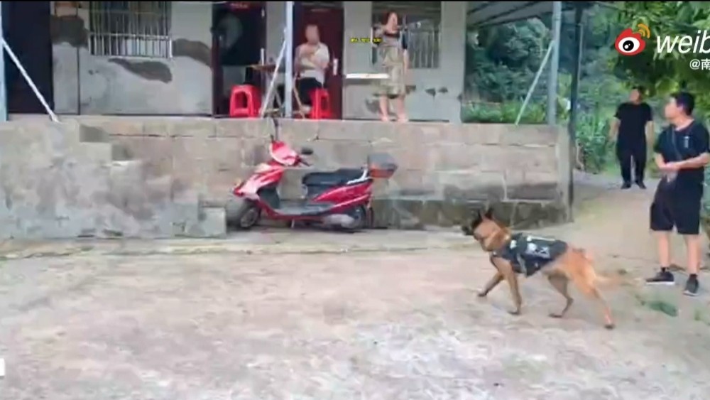 警犬1小时找回贪玩孩童