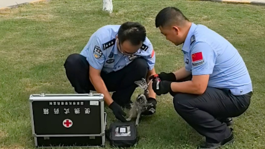 警民联动救助国家二级保护动物长耳鸮