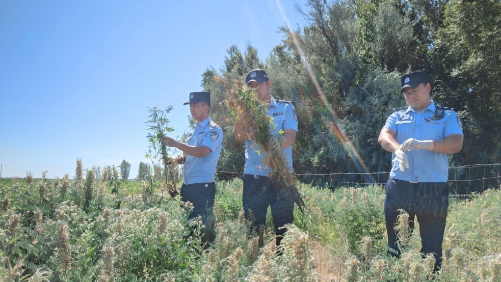 新疆生产建设兵团芳草湖垦区公安局禁种铲毒不松懈