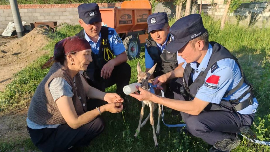 新疆阿勒泰边境管理支队吐尔洪边境派出所：暖心救助国家二级保护动物鹅喉羚