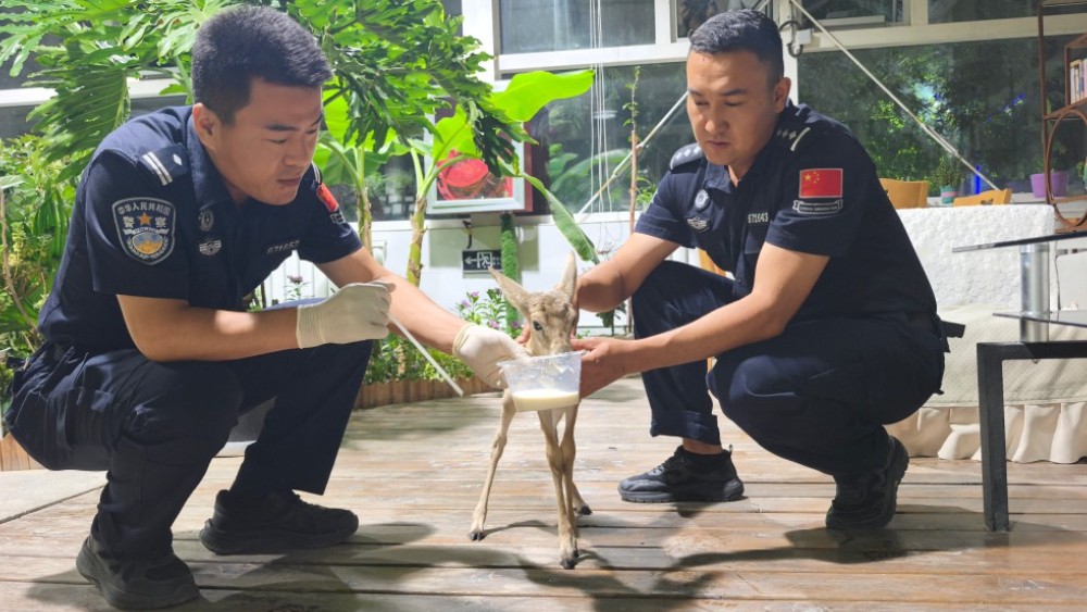 新疆阿克苏边境管理支队库热力边境派出所民警暖心救助受伤黄羊幼崽