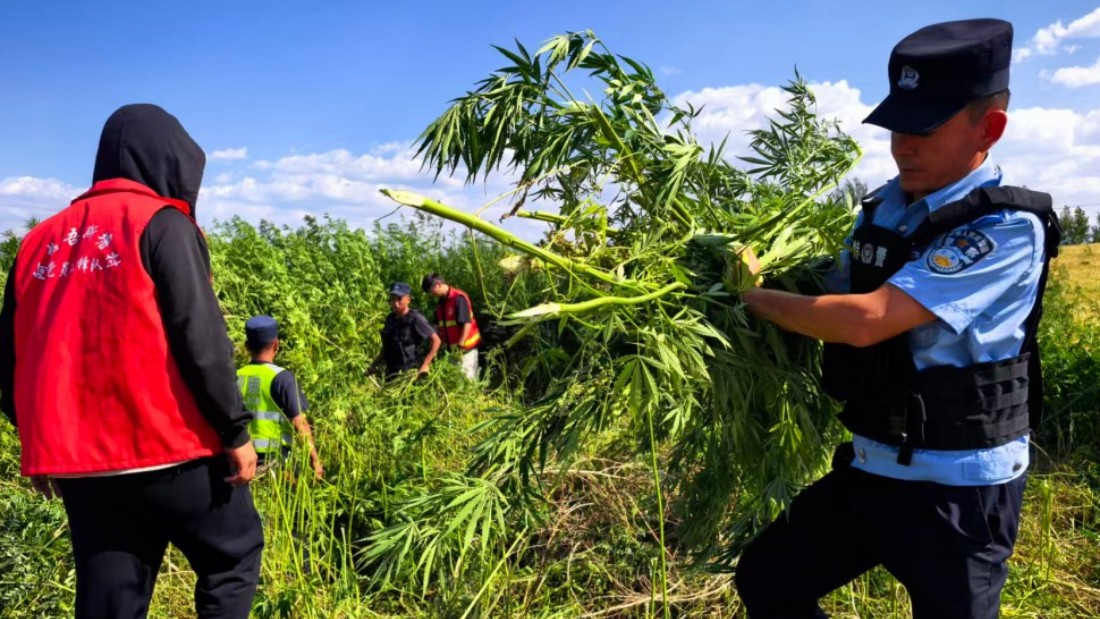 新疆伊犁边境管理支队海努克边境派出所联合属地政府铲除野生大麻