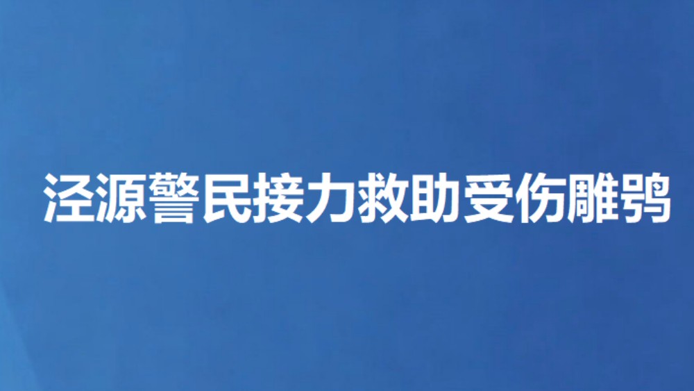 泾源警民接力救助受伤雕鸮