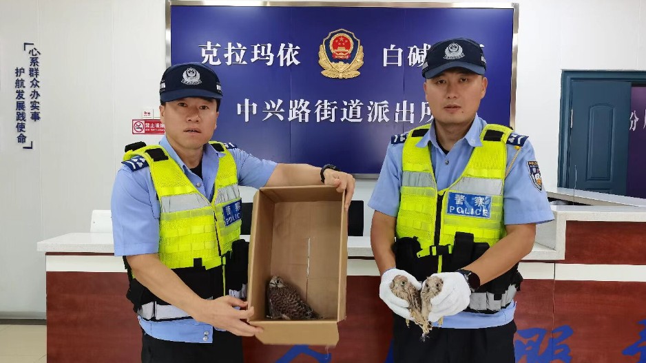 警民携手救助三只国家二级保护动物红隼幼崽