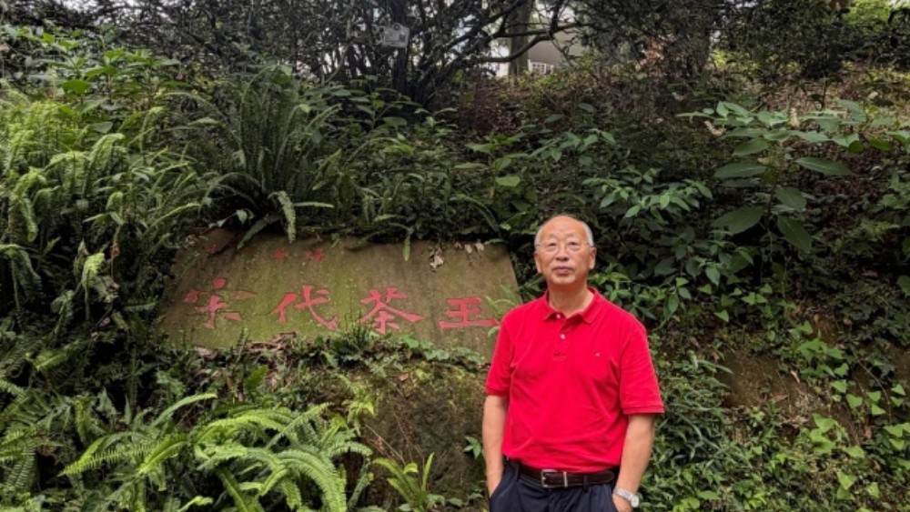 李后强：成都的千年茶树在哪里？邛崃花楸山