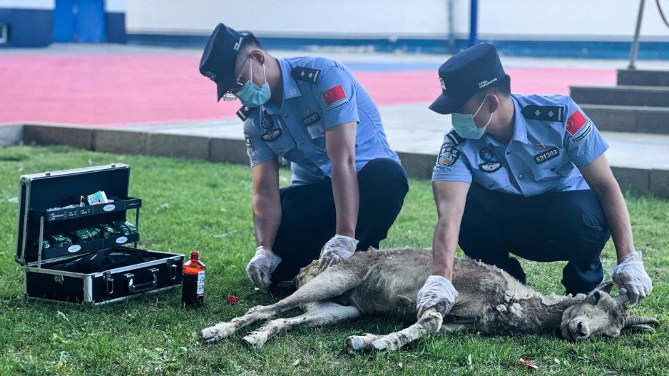 戍边守生灵 移民管理警察暖心救助国家二级保护动物北山羊