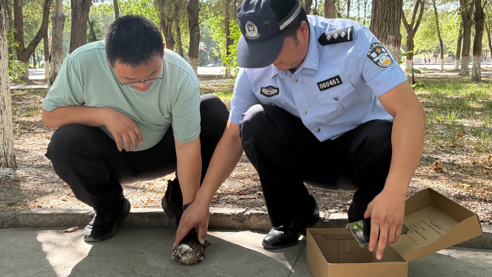 新疆生产建设兵团奇台垦区公安局：警校林三方联动，成功救助两只国家二级保护动物凤头鹰