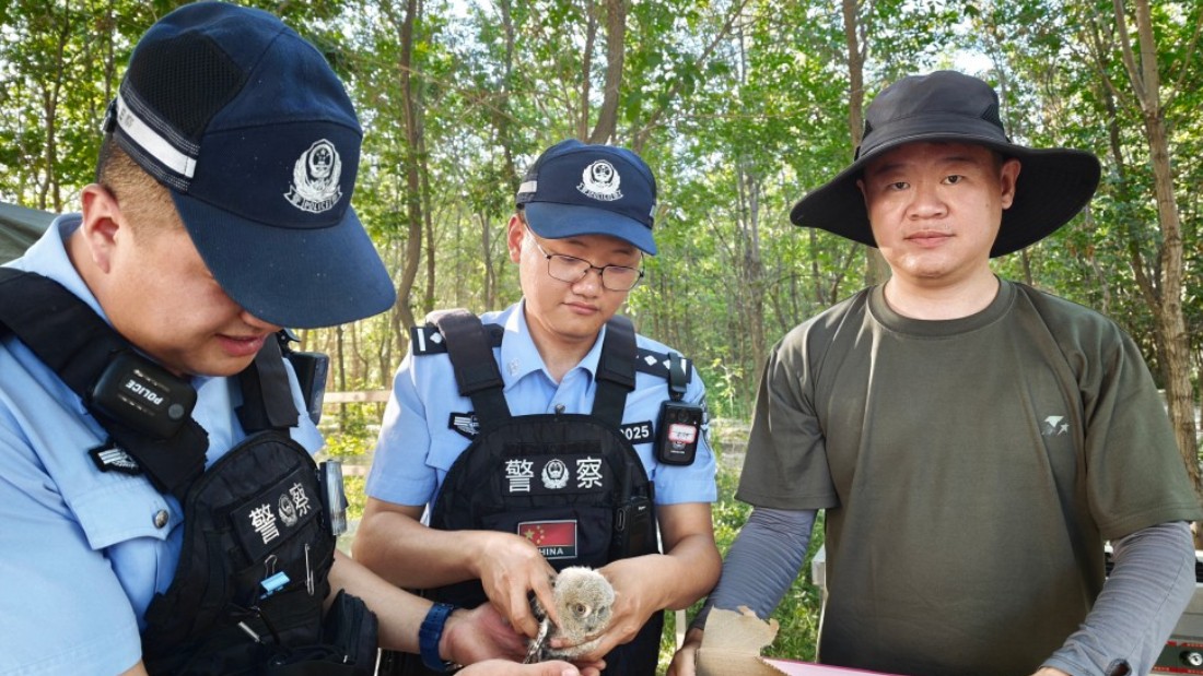 新疆生产建设兵团芳草湖垦区公安局：警民联动救助受伤猫头鹰，筑牢生态保护防线