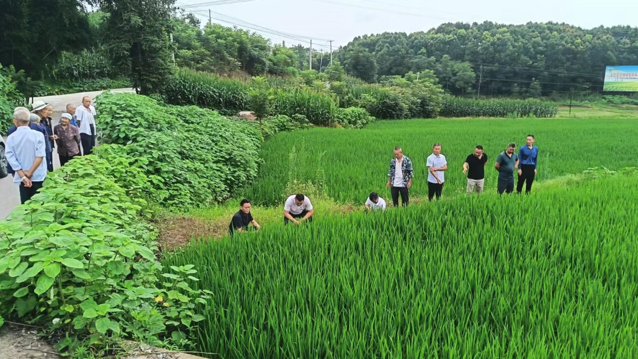 四川大竹县：抢抓“三夏”农时 农技送到田间