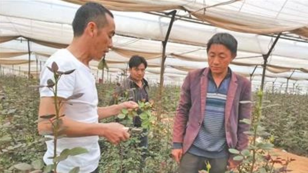 段金辉：把致富花栽在村头