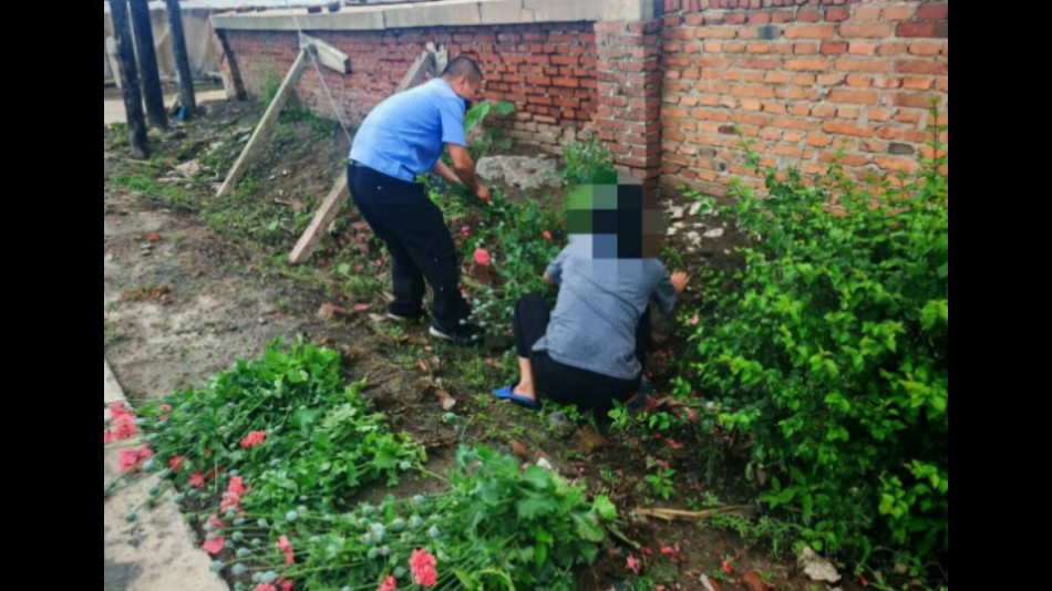 吉林扶余警方快速处置野生罂粟植株 现场普法筑牢乡村禁毒防线