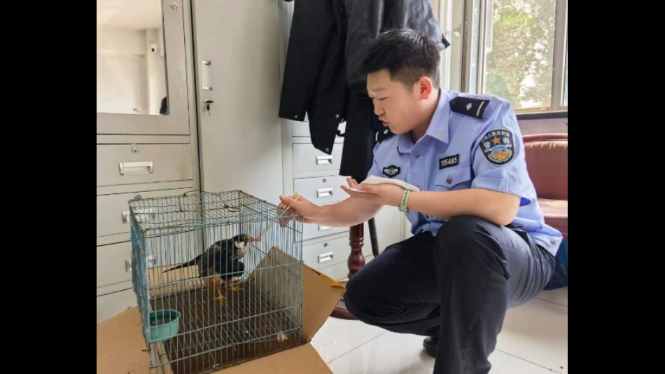 吉林扶余公安三岔河派出所救助国家二级保护动物燕隼
